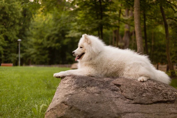 Pes Procházce Samojed Pes Parku Bílý Chlupatý Pes Roztomilé Zvířátko — Stock fotografie