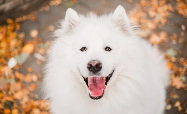 Kutya Ősszel Sárga Levelek Földön Samoyed Kutyafajta — Stock Fotó