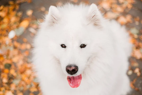 Perro Otoño Hojas Amarillas Suelo Raza Perro Samoyedo —  Fotos de Stock