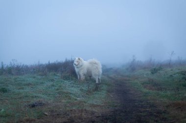 Beyaz tüylü Samoyed köpeği sisli bir sabahta.