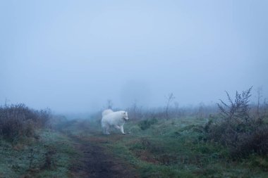 Beyaz tüylü Samoyed köpeği sisli bir sabahta.