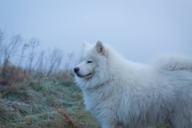 Beyaz tüylü Samoyed köpeği sisli bir sabahta.