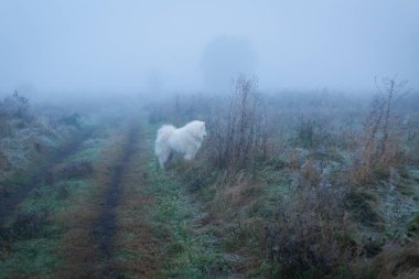 Beyaz tüylü Samoyed köpeği sisli bir sabahta.
