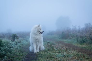 Beyaz tüylü Samoyed köpeği sisli bir sabahta.