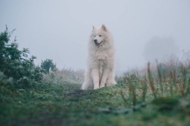 Beyaz tüylü Samoyed köpeği sisli bir sabahta.