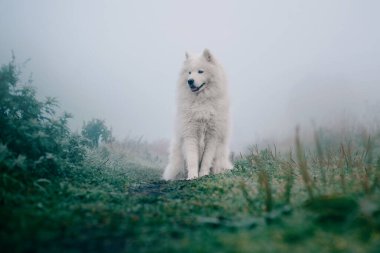Beyaz tüylü Samoyed köpeği sisli bir sabahta.