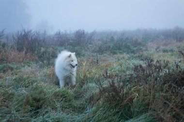 Beyaz tüylü Samoyed köpeği sisli bir sabahta.
