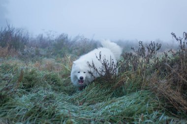 Beyaz tüylü Samoyed köpeği sisli bir sabahta.