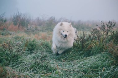 Beyaz tüylü Samoyed köpeği sisli bir sabahta.