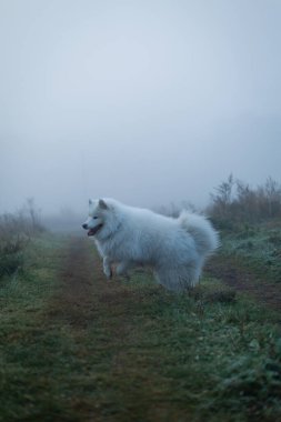 Beyaz tüylü Samoyed köpeği sisli bir sabahta.