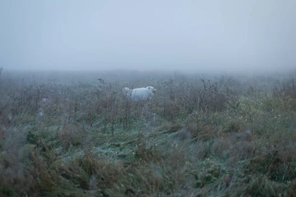 White Fluffy Samoyed Dog Foggy Morning — Stock Photo, Image