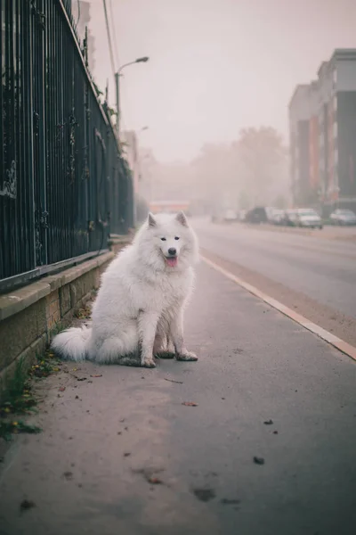 Белая Пушистая Самоед Собака Туманное Утро — стоковое фото