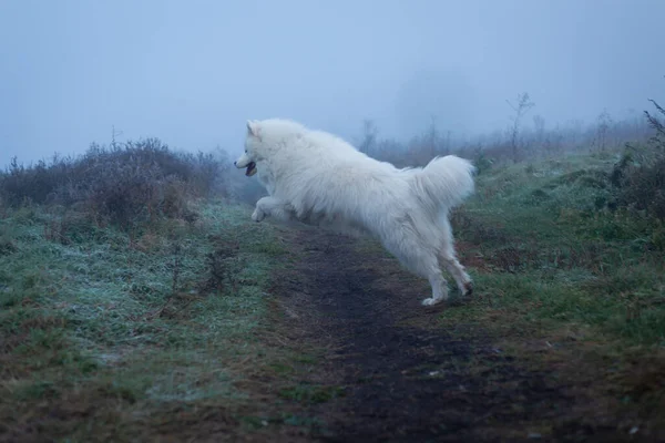 毛茸茸的萨摩亚白狗在雾蒙蒙的早晨 — 图库照片