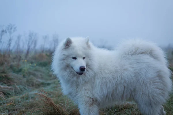 Білий Пухнастий Самогубний Собака Туманний Ранок — стокове фото