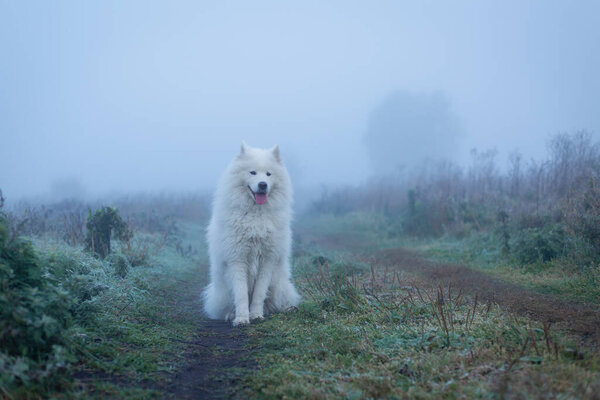 White fluffy Samoyed dog in foggy morning.