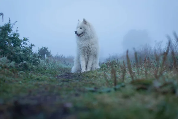 Valkoinen Pörröinen Samoyed Koira Sumuinen Aamu — kuvapankkivalokuva