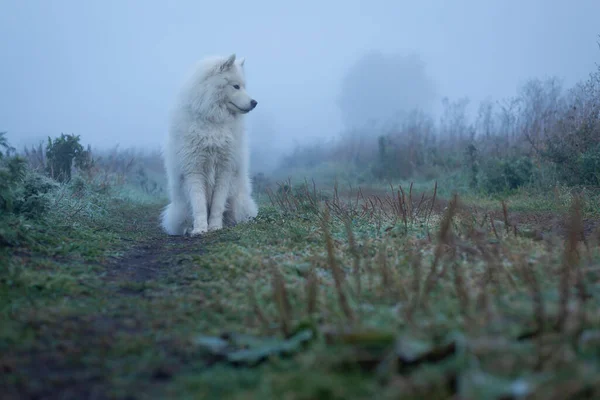 白いふわふわ霧の朝のサモイド犬 — ストック写真