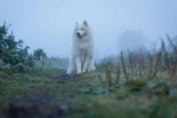 White Fluffy Samoyed Dog Foggy Morning — Stock Photo, Image