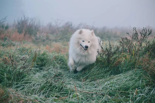 Білий Пухнастий Самогубний Собака Туманний Ранок — стокове фото