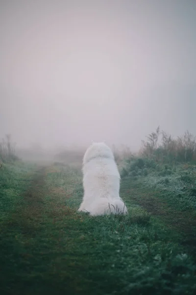 Chien Blanc Pelucheux Samoyed Dans Brouillard Matin — Photo