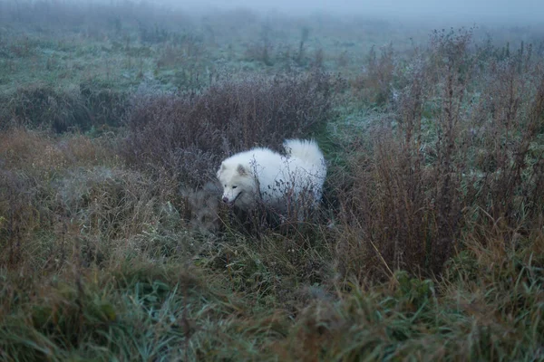 Λευκό Χνουδωτό Σκυλί Samoyed Ομιχλώδη Πρωί — Φωτογραφία Αρχείου