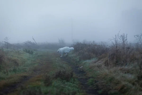 Beyaz Tüylü Samoyed Köpeği Sisli Bir Sabahta — Stok fotoğraf