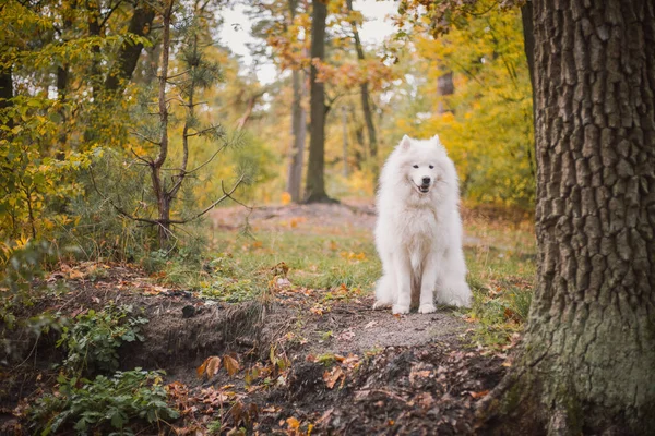 Cão Floresta Outono Folhas Amarelas Chão Raça Cão Samoyed — Fotografia de Stock