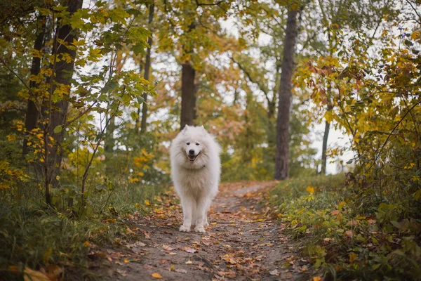 Hund Herbstwald Gelbe Blätter Auf Dem Boden Samoitische Hunderasse — Stockfoto