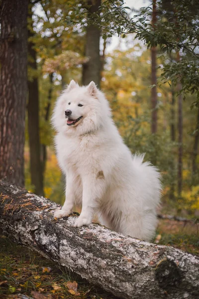 秋の森の犬 地面に黄色の葉 同じ犬の品種 — ストック写真
