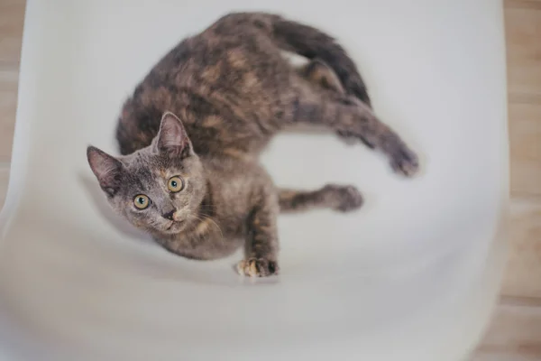 Ένα Μικρό Χαριτωμένο Γκρι Γατάκι Στο Σπίτι Ζωή Κατοικίδιο Γάτα — Φωτογραφία Αρχείου