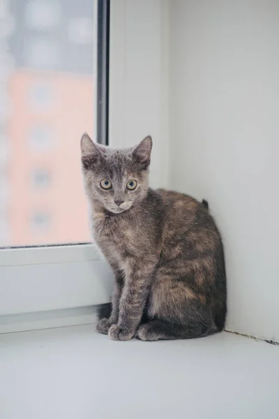Pequeno Gatinho Cinza Bonito Casa Vida Com Animal Estimação Gato — Fotografia de Stock