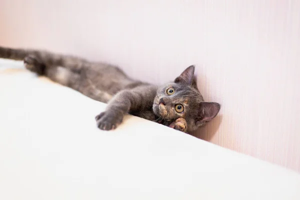 Pequeño Gatito Gris Lindo Casa Vida Con Una Mascota Gato — Foto de Stock