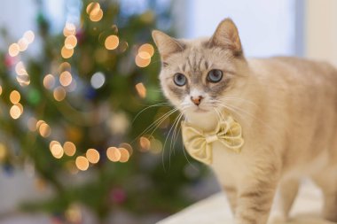 Bulanık Noel ışıklarına karşı altın bir fiyonkta sevimli bir kedi