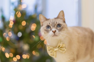 Bulanık Noel ışıklarına karşı altın bir fiyonkta sevimli bir kedi