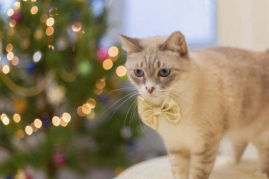 Bulanık Noel ışıklarına karşı altın bir fiyonkta sevimli bir kedi