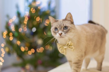 Bulanık Noel ışıklarına karşı altın bir fiyonkta sevimli bir kedi