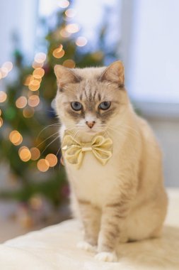 Bulanık Noel ışıklarına karşı altın bir fiyonkta sevimli bir kedi