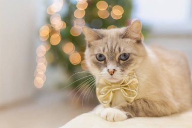 Bulanık Noel ışıklarına karşı altın bir fiyonkta sevimli bir kedi