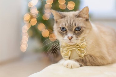 Bulanık Noel ışıklarına karşı altın bir fiyonkta sevimli bir kedi