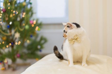Bulanık Noel ışıklarına karşı altın bir fiyonkta sevimli bir kedi