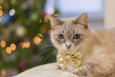 Bulanık Noel ışıklarına karşı altın bir fiyonkta sevimli bir kedi