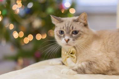 Bulanık Noel ışıklarına karşı altın bir fiyonkta sevimli bir kedi