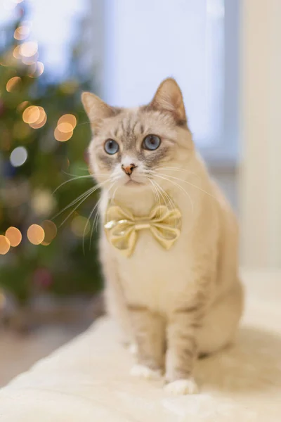 Cute Kot Złoty Łuk Przed Rozmazane Światła Bożego Narodzenia — Zdjęcie stockowe