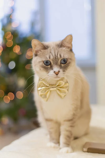 Aranyos Macska Egy Arany Ellen Elmosódott Karácsonyi Fények — Stock Fotó
