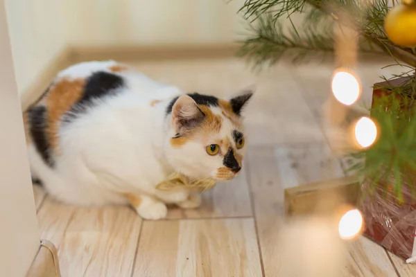 Niedliche Katze Goldener Schleife Gegen Verschwommene Weihnachtsbeleuchtung — Stockfoto