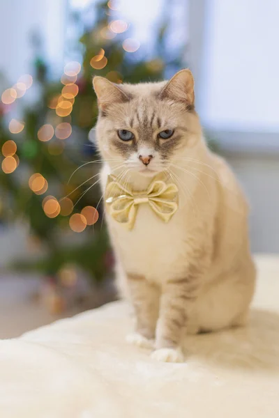 Χαριτωμένη Γάτα Ένα Χρυσό Τόξο Κατά Θολή Χριστουγεννιάτικα Φώτα — Φωτογραφία Αρχείου