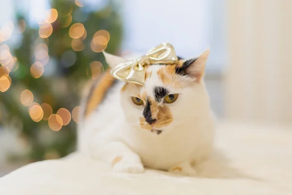 Niedliche Katze Goldener Schleife Gegen Verschwommene Weihnachtsbeleuchtung — Stockfoto