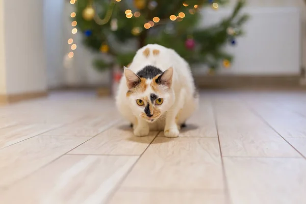 Carino Gatto Fiocco Oro Contro Luci Natale Sfocate — Foto Stock