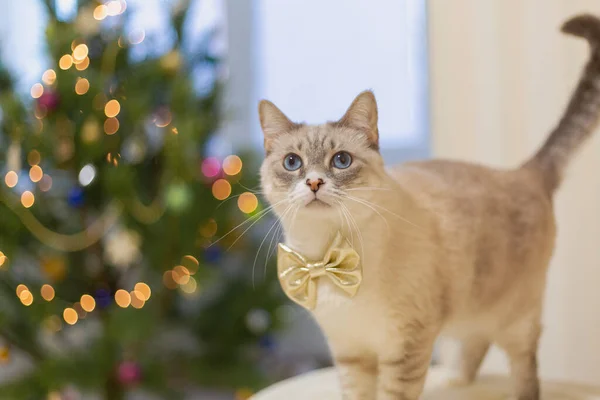 Niedliche Katze Goldener Schleife Gegen Verschwommene Weihnachtsbeleuchtung — Stockfoto