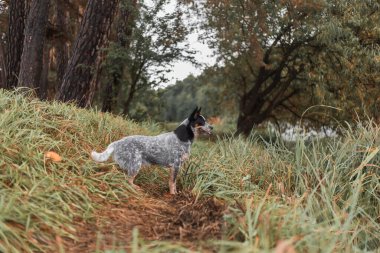 Doğadaki köpek. Sonbahar havası. Yaprağın içindeki mavi düdüklü köpek ormana düştü. Avustralya sığır köpeği
